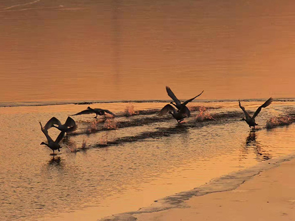 412MW！錦州陽光獲國電投青海高效雙面組件訂單